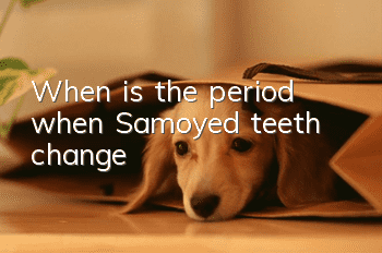 When is the period when Samoyed teeth change?