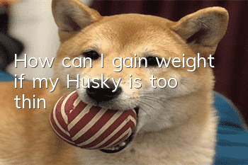 How can I gain weight if my Husky is too thin?