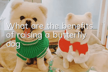 What are the benefits of raising a butterfly dog?