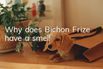 Why does Bichon Frize have a smell?