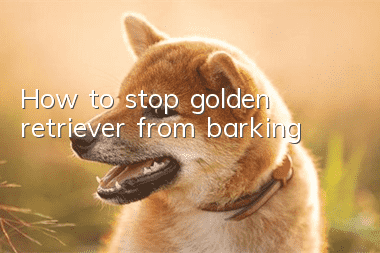 How to stop golden retriever from barking