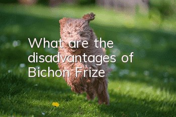 What are the disadvantages of Bichon Frize?