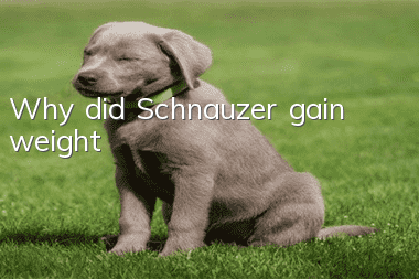 Why did Schnauzer gain weight?
