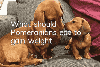 What should Pomeranians eat to gain weight?