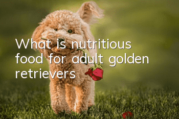 What is nutritious food for adult golden retrievers?