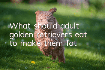 What should adult golden retrievers eat to make them fat?