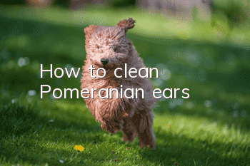How to clean Pomeranian ears