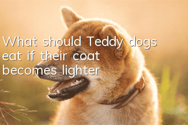 What should Teddy dogs eat if their coat becomes lighter?