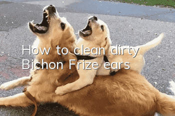How to clean dirty Bichon Frize ears