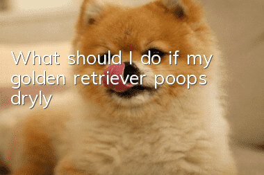 What should I do if my golden retriever poops dryly?