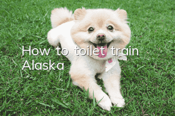 How to toilet train Alaska