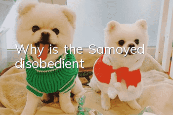 Why is the Samoyed disobedient?