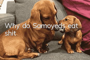 Why do Samoyeds eat shit?