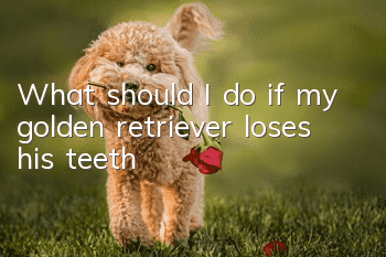 What should I do if my golden retriever loses his teeth?