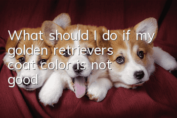 What should I do if my golden retriever’s coat color is not good?
