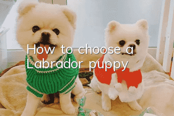 How to choose a Labrador puppy