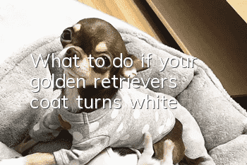 What to do if your golden retriever’s coat turns white