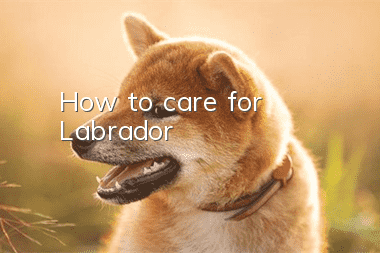 How to care for Labrador