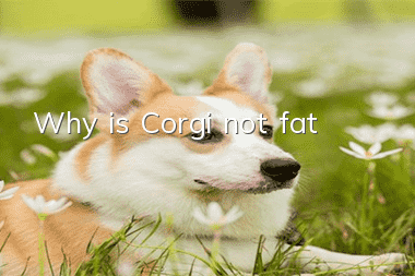 Why is Corgi not fat?