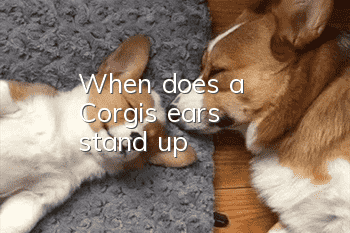 When does a Corgi's ears stand up?