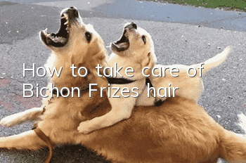 How to take care of Bichon Frize’s hair