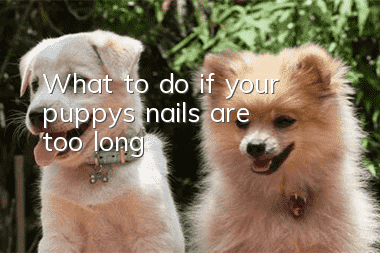 What to do if your puppy’s nails are too long