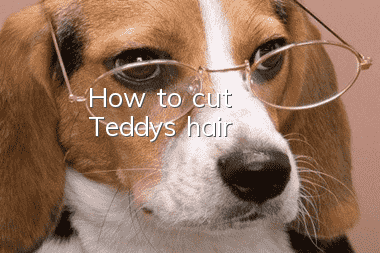 How to cut Teddy's hair