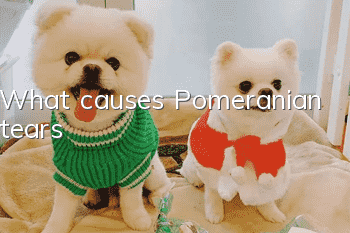 What causes Pomeranian tears?