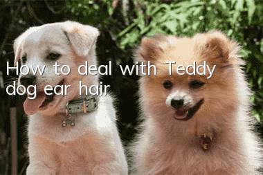 How to deal with Teddy dog ​​ear hair