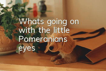 What's going on with the little Pomeranian's eyes?