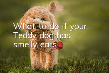 What to do if your Teddy dog ​​has smelly ears