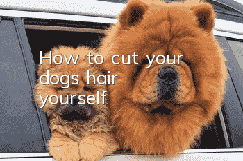 How to cut your dog's hair yourself
