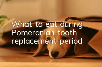 What to eat during Pomeranian tooth replacement period