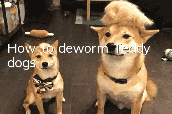 How to deworm Teddy dogs