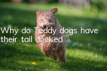 Why do Teddy dogs have their tail docked?