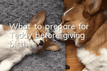 What to prepare for Teddy before giving birth