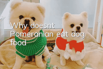 Why doesn’t Pomeranian eat dog food?