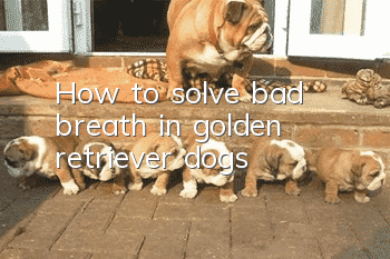 How to solve bad breath in golden retriever dogs