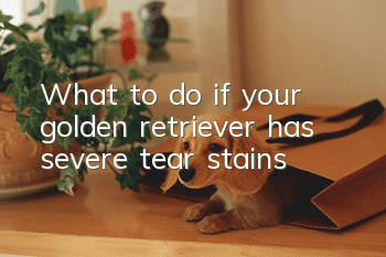 What to do if your golden retriever has severe tear stains
