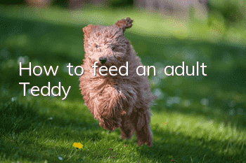 How to feed an adult Teddy