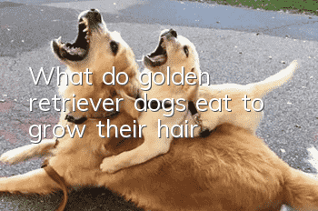 What do golden retriever dogs eat to grow their hair?