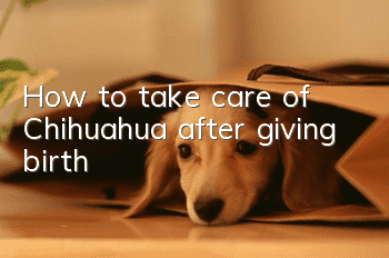 How to take care of Chihuahua after giving birth