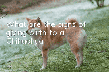 What are the signs of giving birth to a Chihuahua?