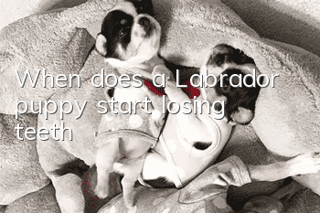When does a Labrador puppy start losing teeth?