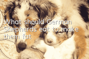 What should German Shepherds eat to make them fat?