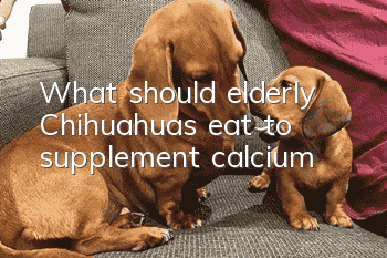What should elderly Chihuahuas eat to supplement calcium?