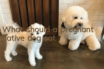 What should a pregnant native dog eat?