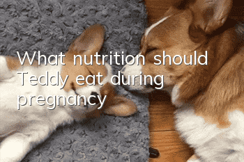What nutrition should Teddy eat during pregnancy?