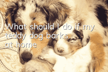 What should I do if my teddy dog barks at home?