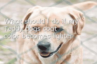 What should I do if my Teddy dog’s coat color becomes lighter?